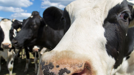 Agribusiness